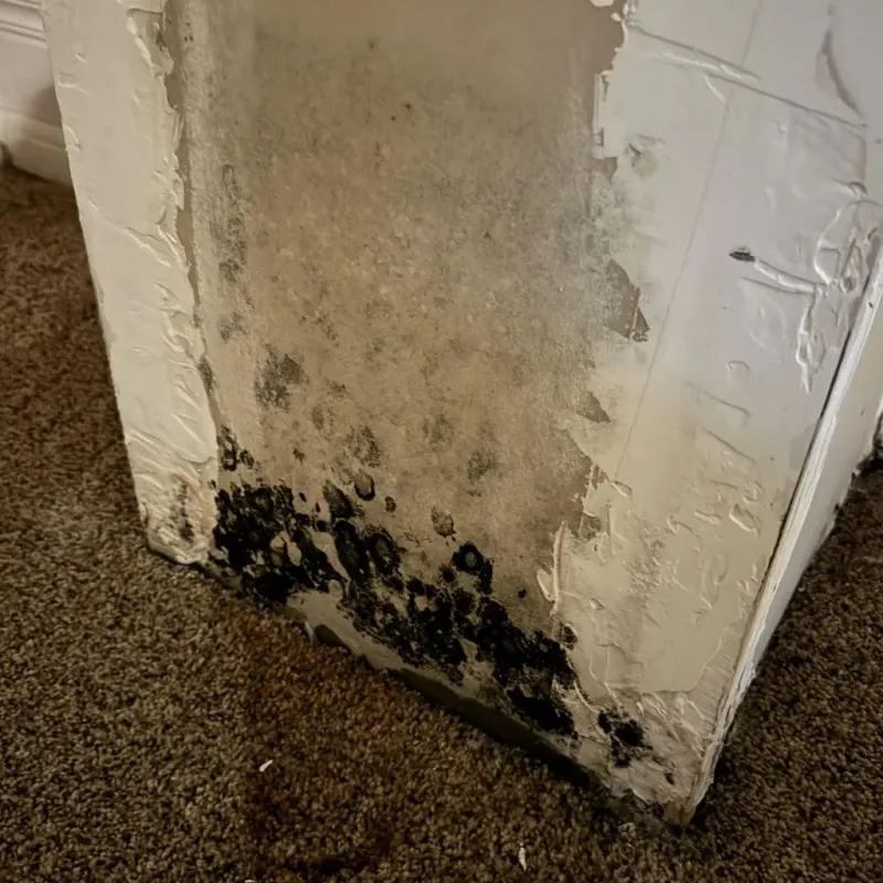 Professional Mold Removal in Pickens County, GA